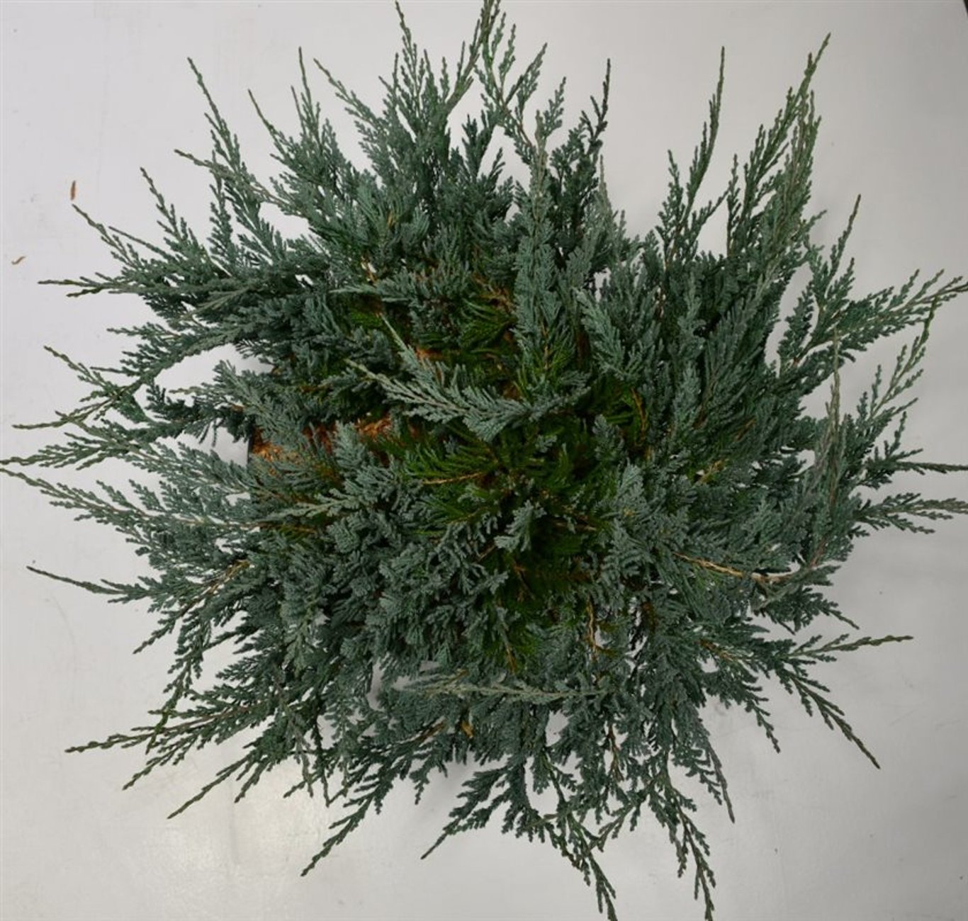 Juniperus h. 'Blue Chip' - C12 50-60 CM